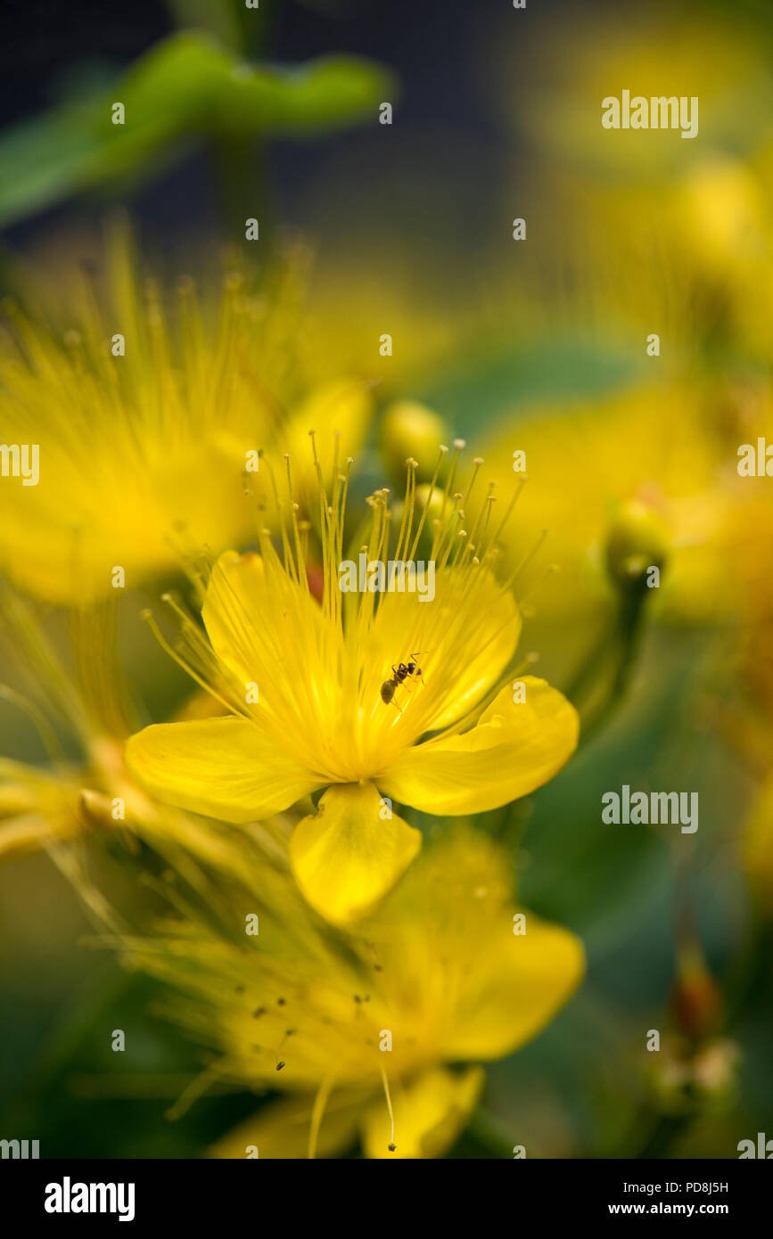 Yellow St John's Wort or hypericum flowers with petals, stamens, pollen