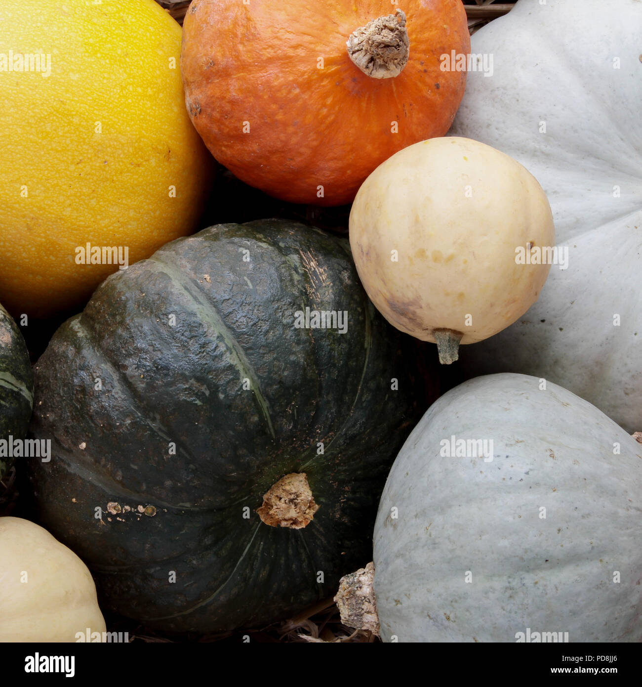 fresh pumpkin fruit Stock Photo Alamy