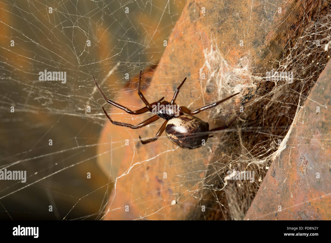 A spider in its web photographed at night next to a metal pipe on the eastern side of the Isle of Portland. The spider appears to match the descriptio Stock Photo