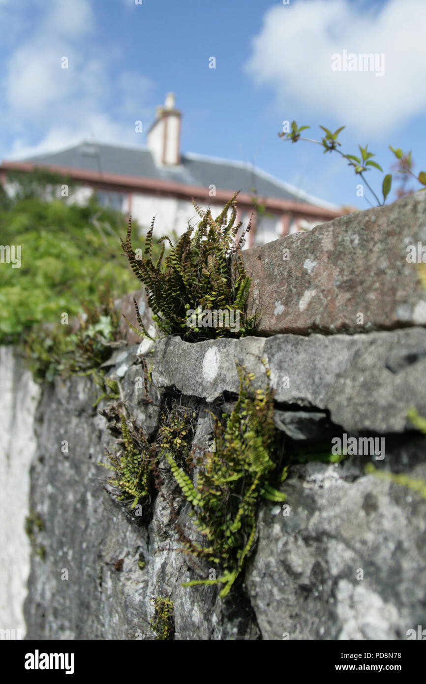 Stone walls with ferns and house in the background Stock Photo