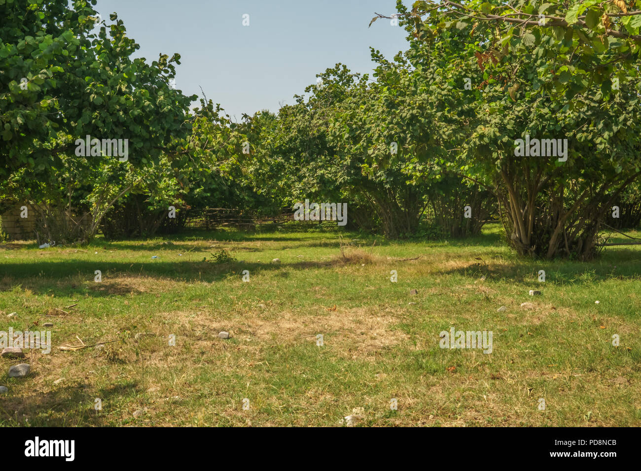 Hazelnut farm hires stock photography and images Alamy