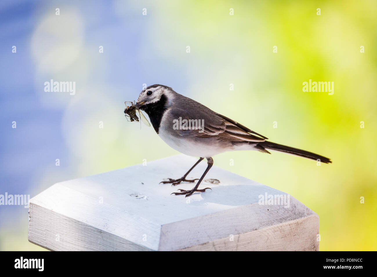 Wagtail bird with insects in beak Stock Photo - Alamy