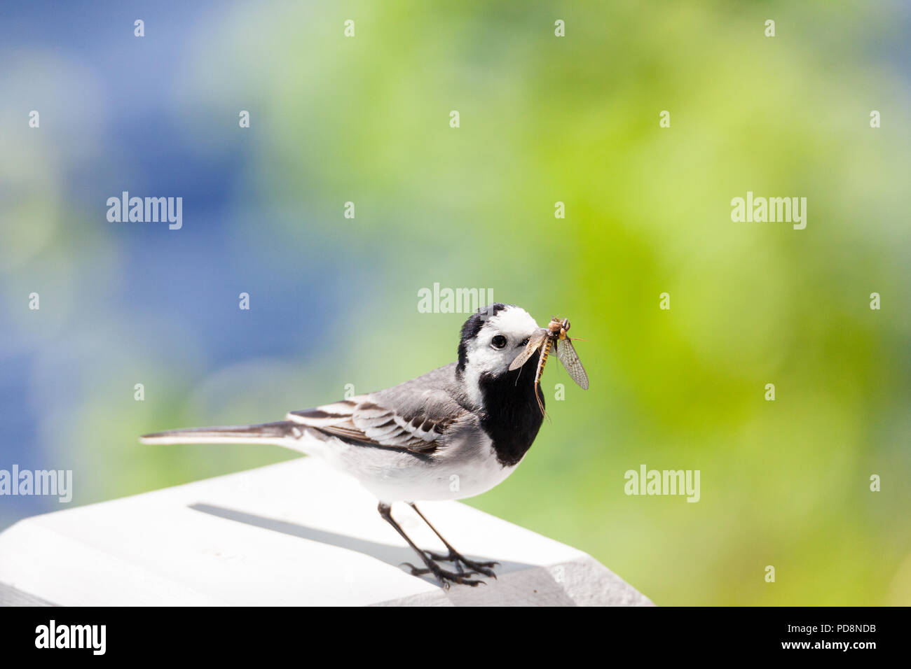 Wagtail bird with insects in beak Stock Photo - Alamy