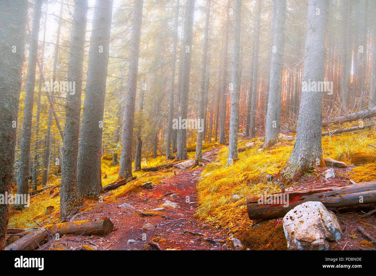 Autumn forest with road in the morning fog, beautiful fall forest ...