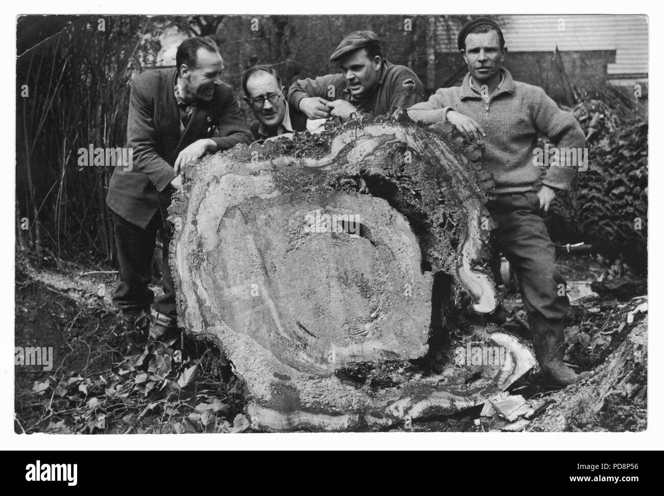Lumberjacks Cutting down a tree by Hand UK, 1951 Stock Photo
