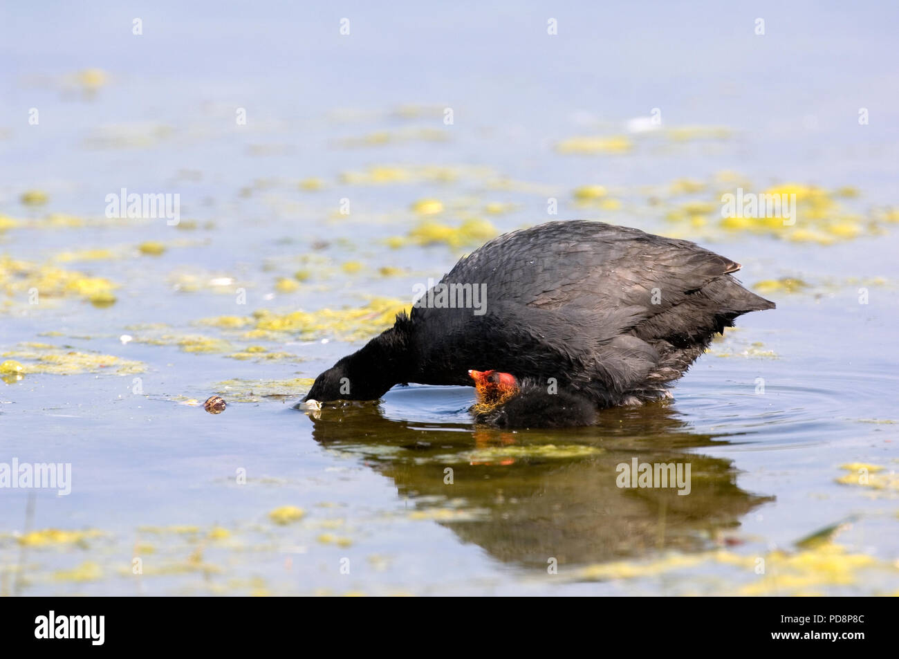 Foulque macroule - adulte et poussin - Coot - adult and chick - Fulica atra Stock Photo