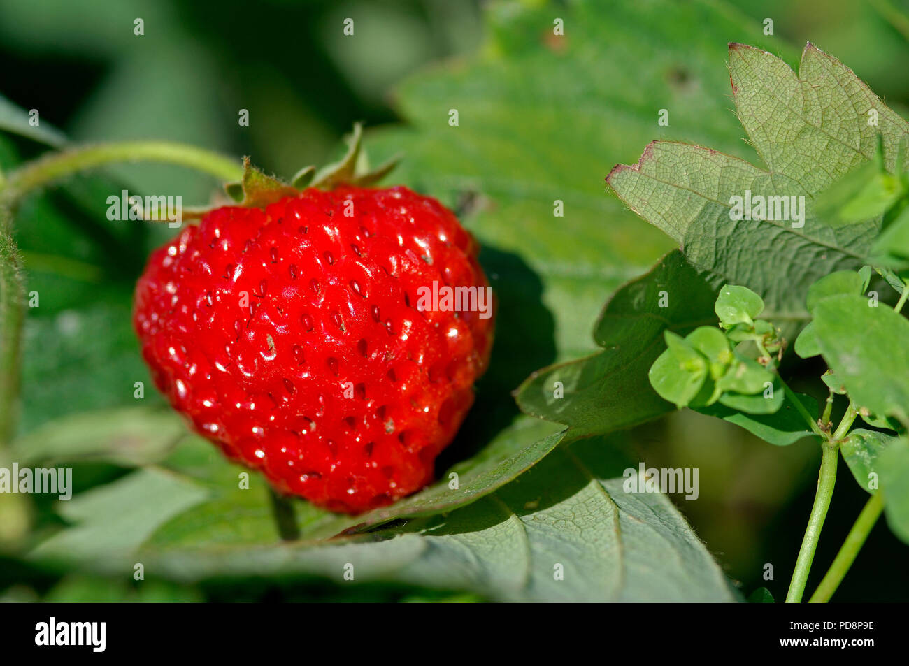 Strawberry - Fragaria vesca Fraise Stock Photo