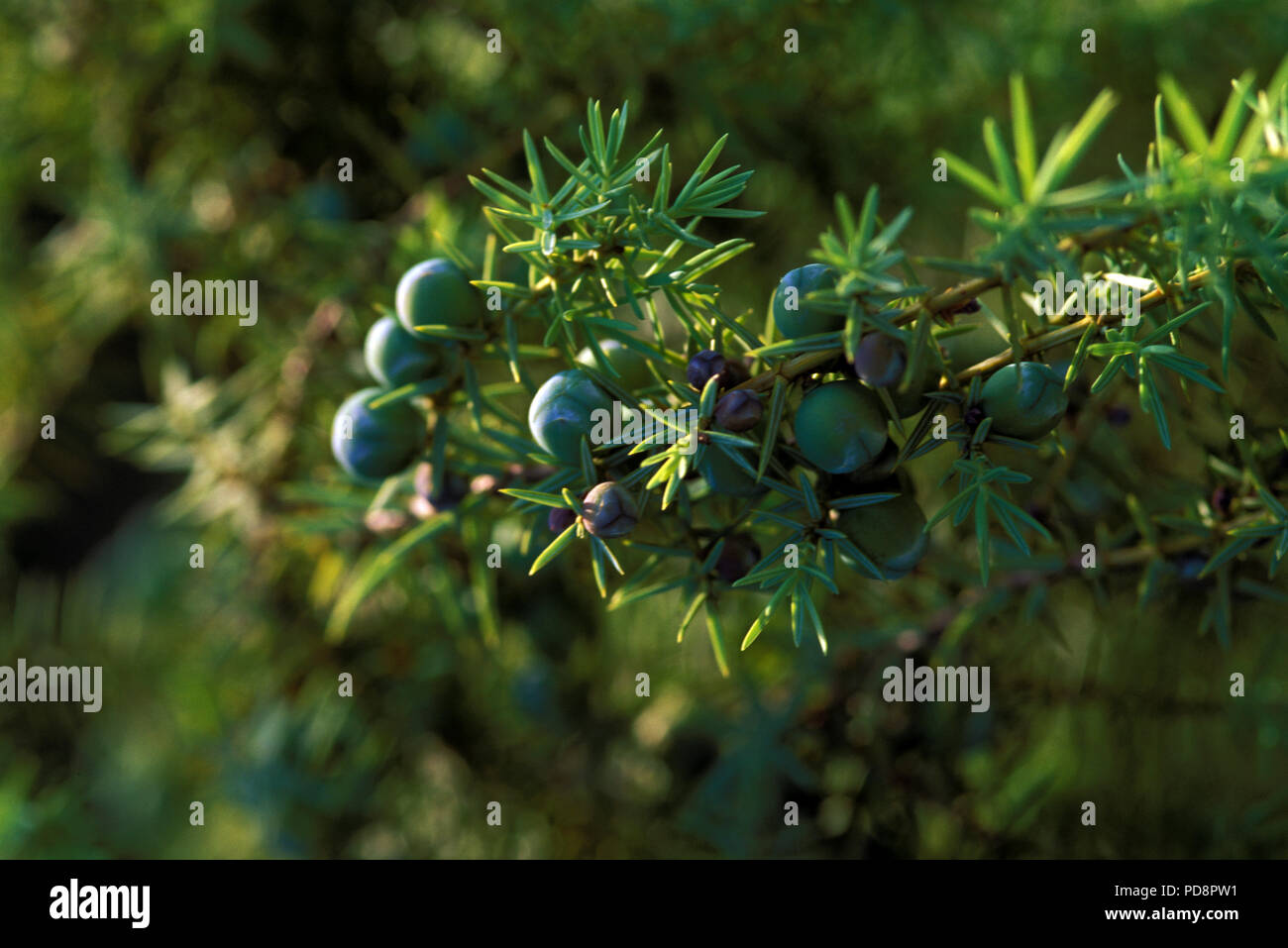 Juniper - Juniperus sp. Genevrier Stock Photo