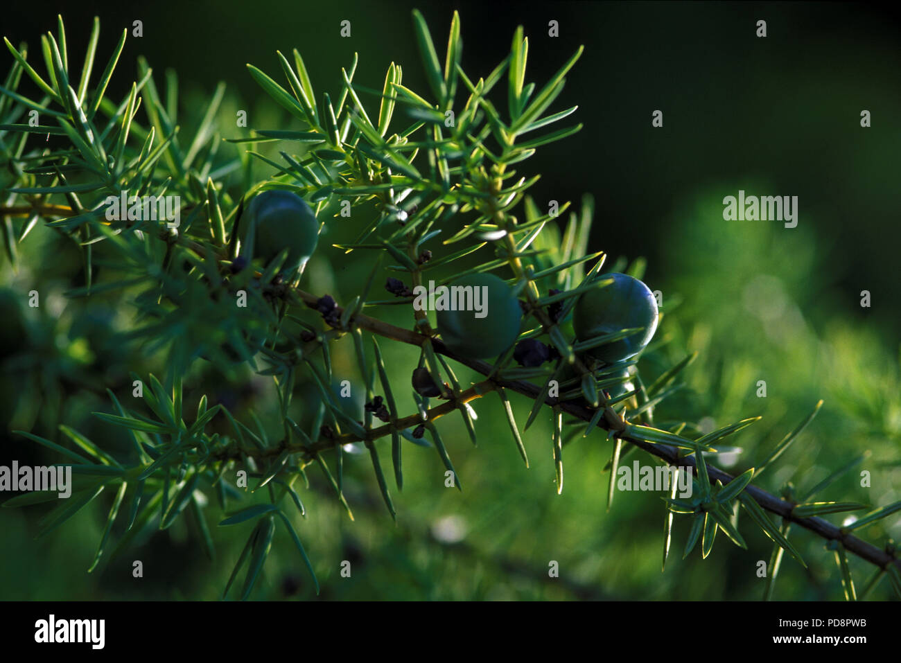 Juniper - Juniperus sp. Genevrier Stock Photo