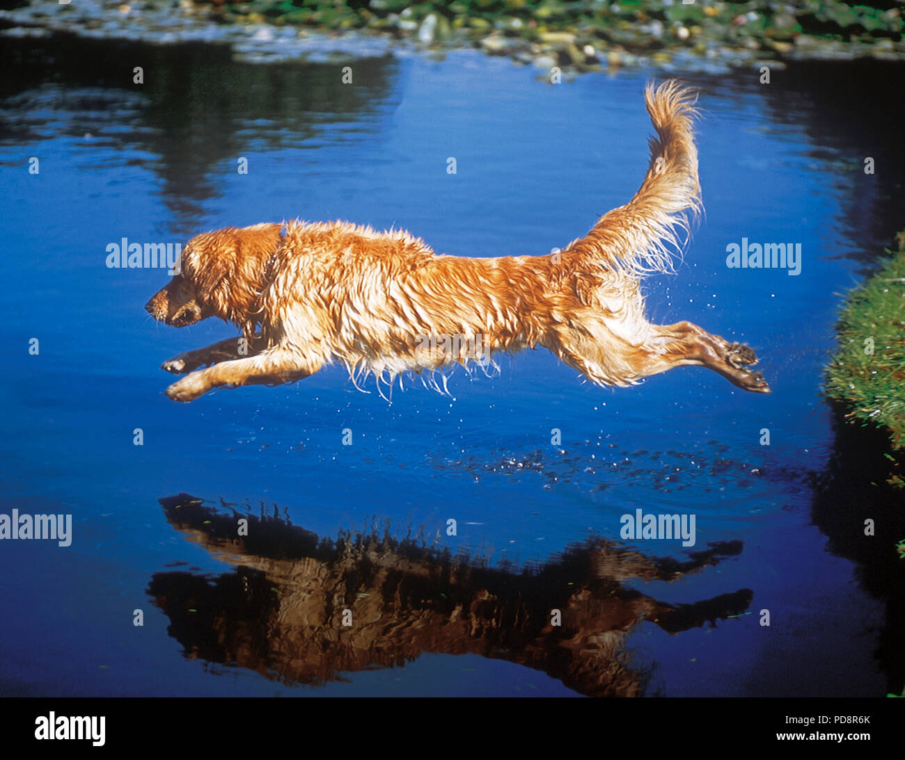Golden Retriever - Jumping in water - Sautant dans l'eau Stock Photo ...