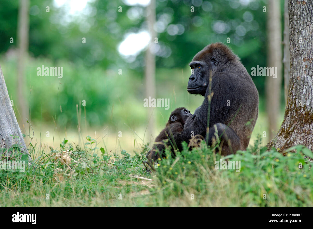 Page 3 - Singe High Resolution Stock Photography and Images - Alamy