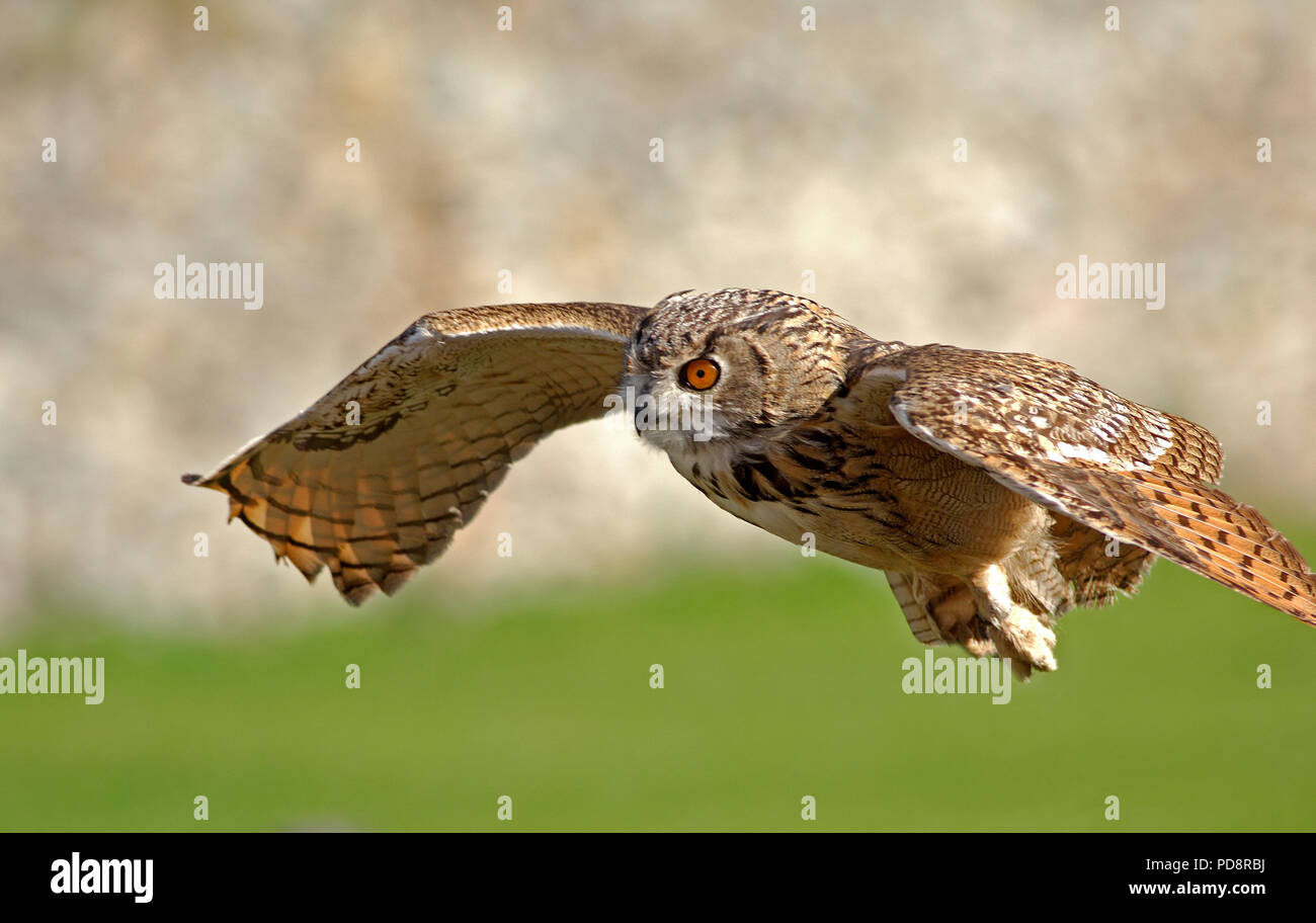 Eagle Owl Flying Hibou Grand Duc En Vol Bubo Bubo Stock Photo Alamy