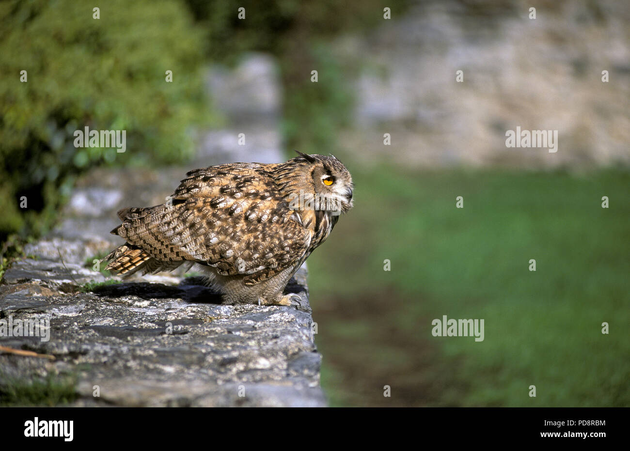 Eagle Owl Hibou Grand Duc Bubo Bubo Stock Photo Alamy