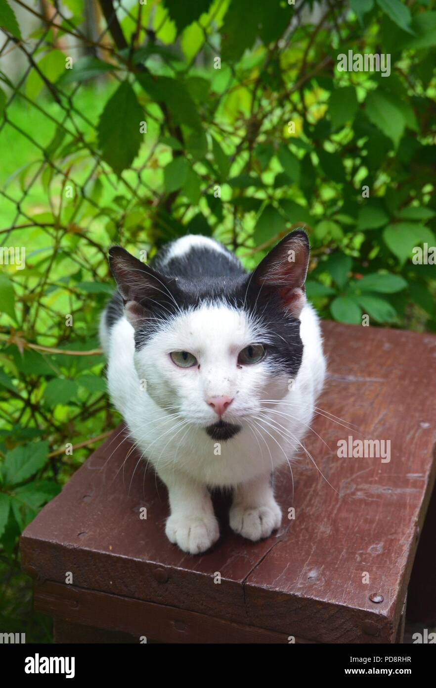 Adult cat looking at camera hi-res stock photography and images - Alamy