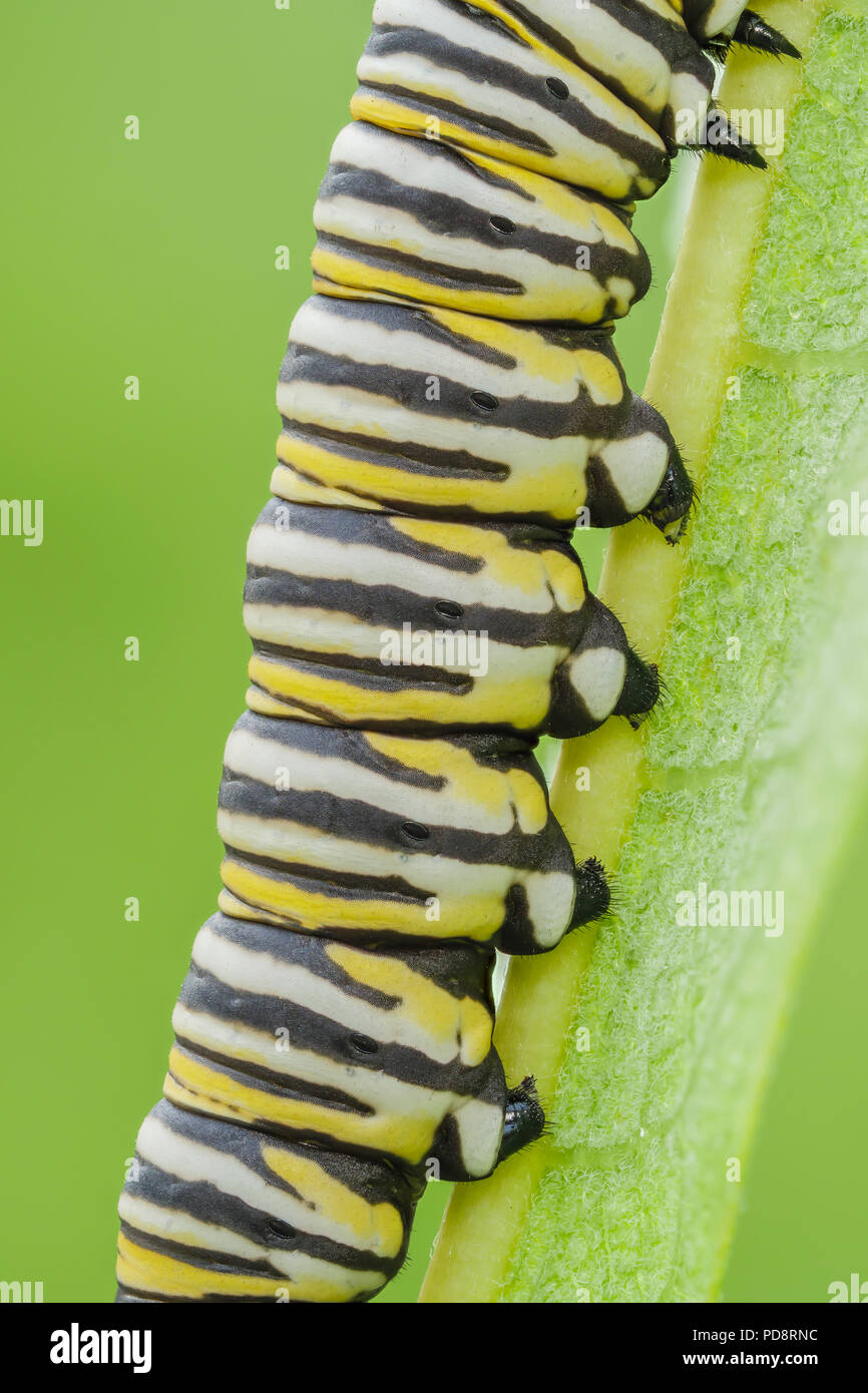 Monarch butterfly larvae caterpillar hi-res stock photography and ...