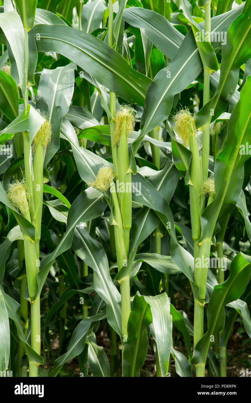 corn on the cob growing in a corn field Stock Photo Alamy