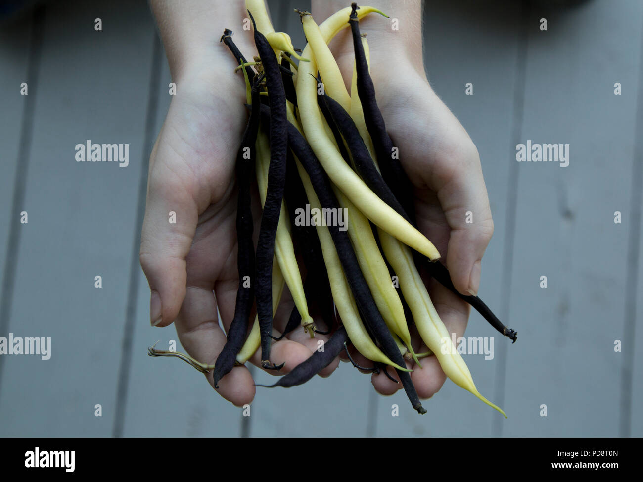 hands holding yellow and purple beans grown in a home garden Stock Photo