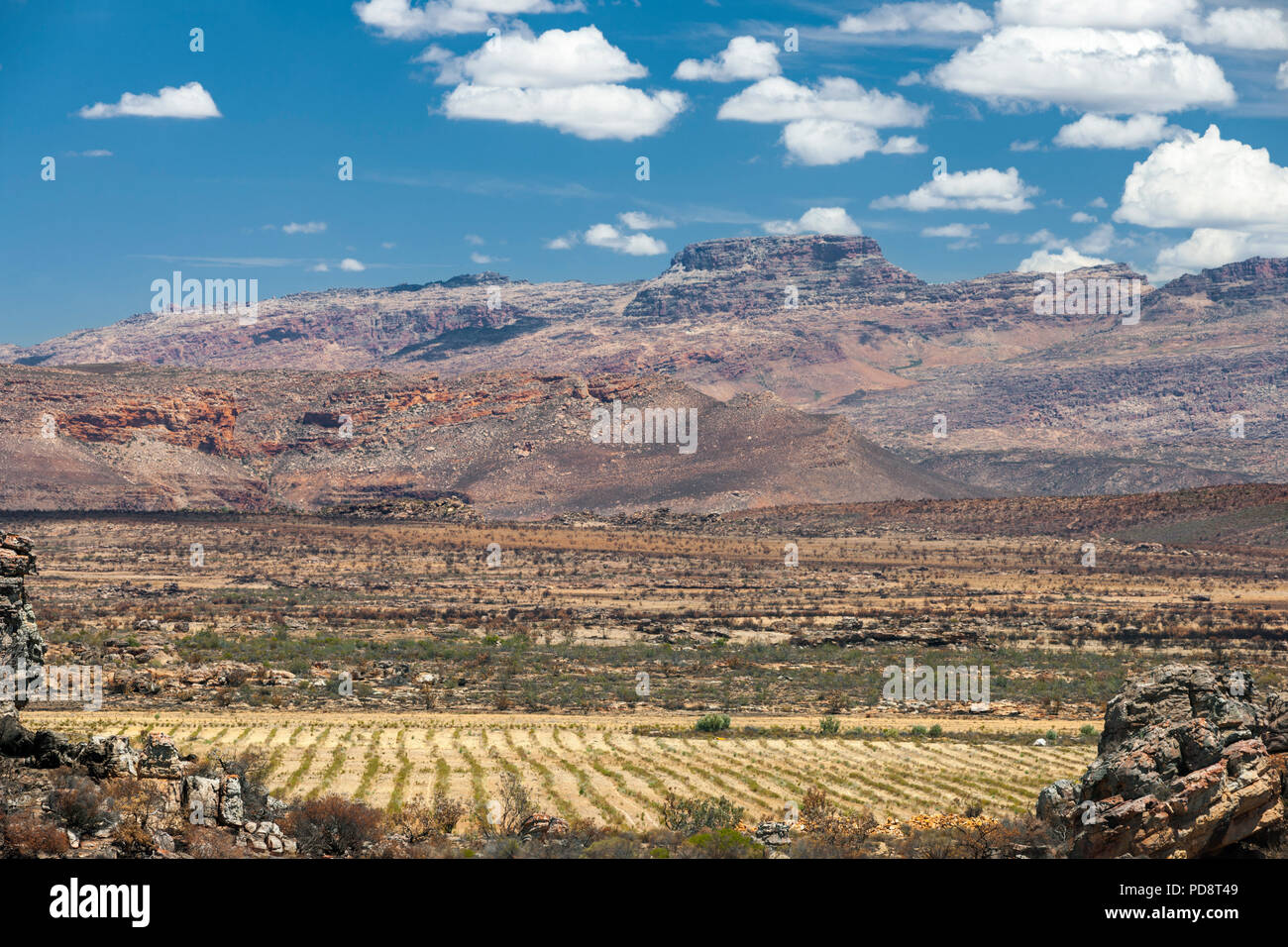 Rooibos plantations in the Cederberg Mountains in the Western Cape