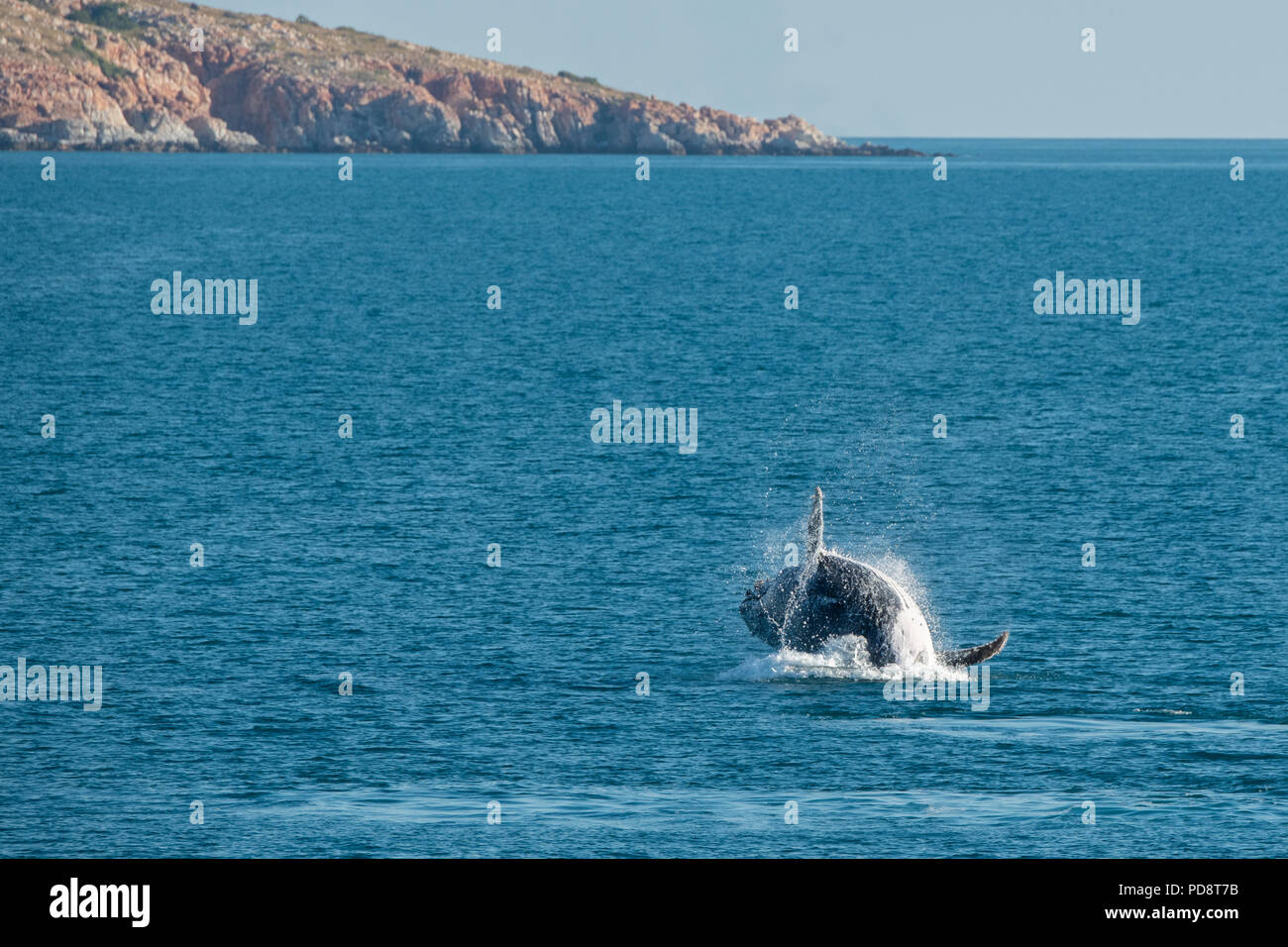 Australia, Western Australia, Kimberley Coast between Yampi Sound and Broom. Breaching male humpback whale in the Timor Sea with Kimberley coast. Stock Photo