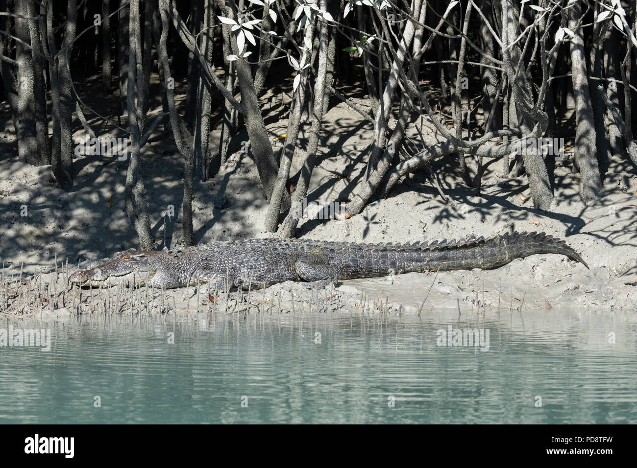 Australia, Western Australia, Kimberley Coast, Hunter River, Porosus