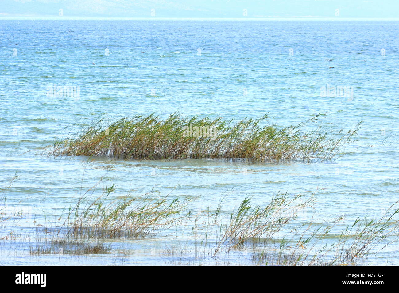 Vransko lake, Nature park, Croatia Stock Photo