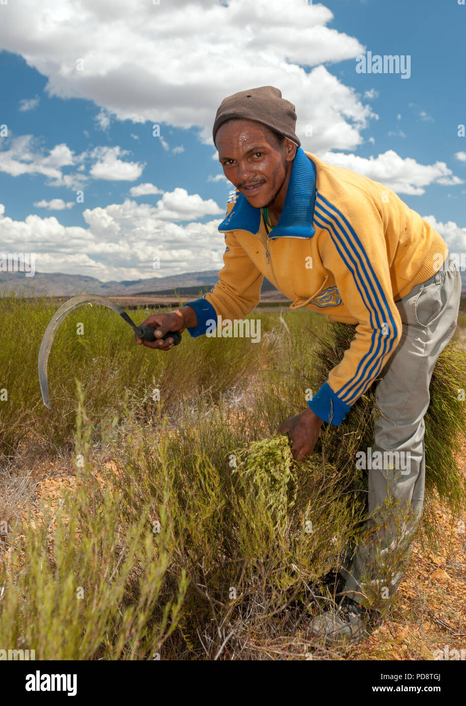 Farmhand harvesting rooibos tea plants with a sickle in the Cederberg