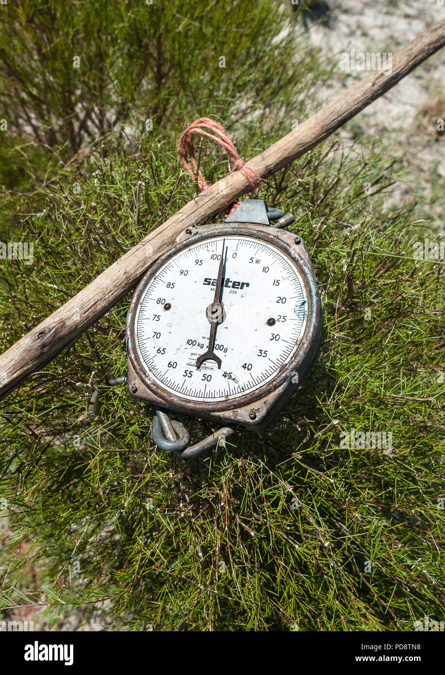 Old fashioned scale used for weighing harvested rooibos tea plants in the Cederberg mountains in South Africa. Stock Photo
