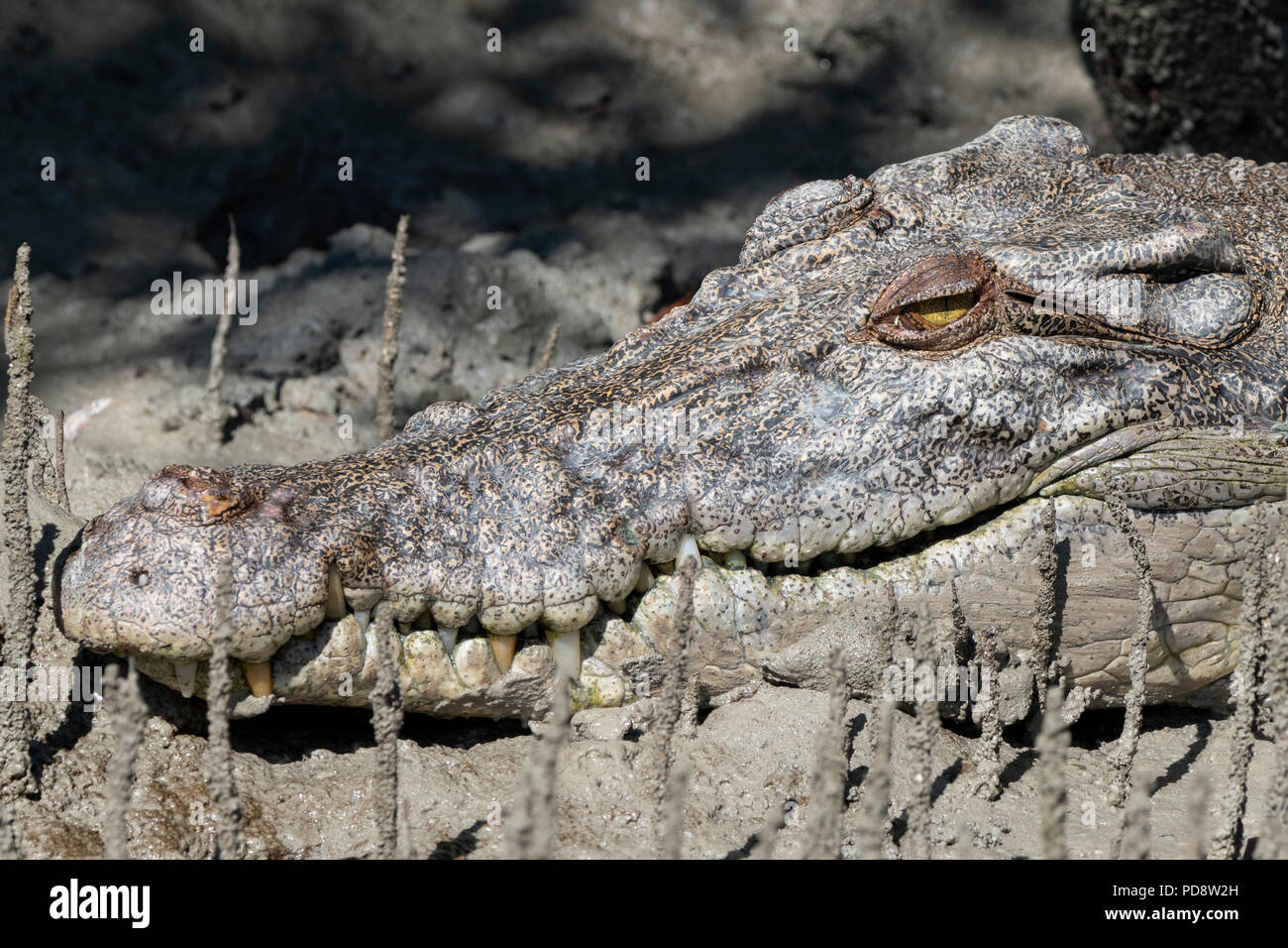 Australia, Western Australia, Kimberley Coast, Hunter River, Porosus ...