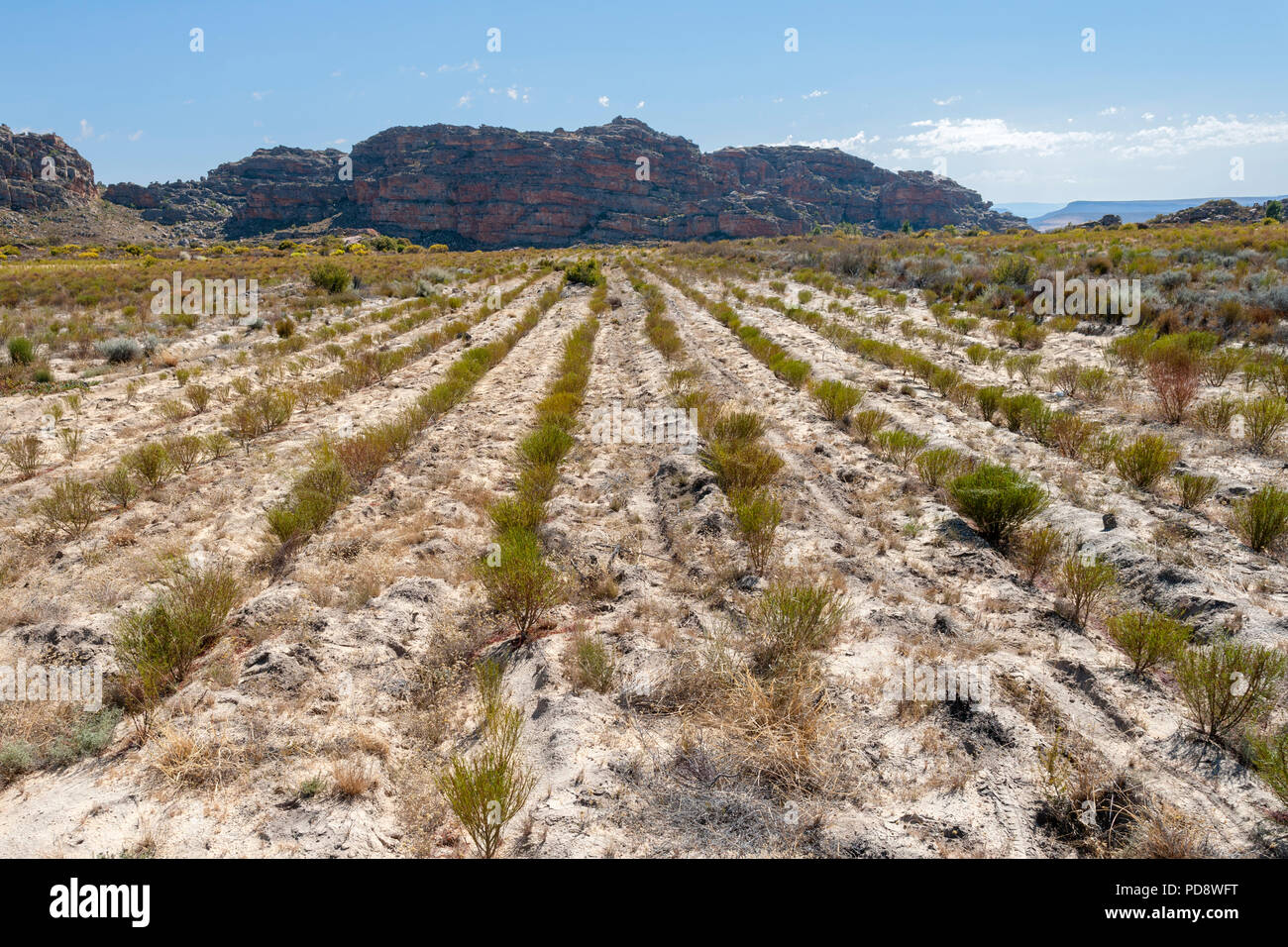 Rows of tea plants hires stock photography and images Alamy