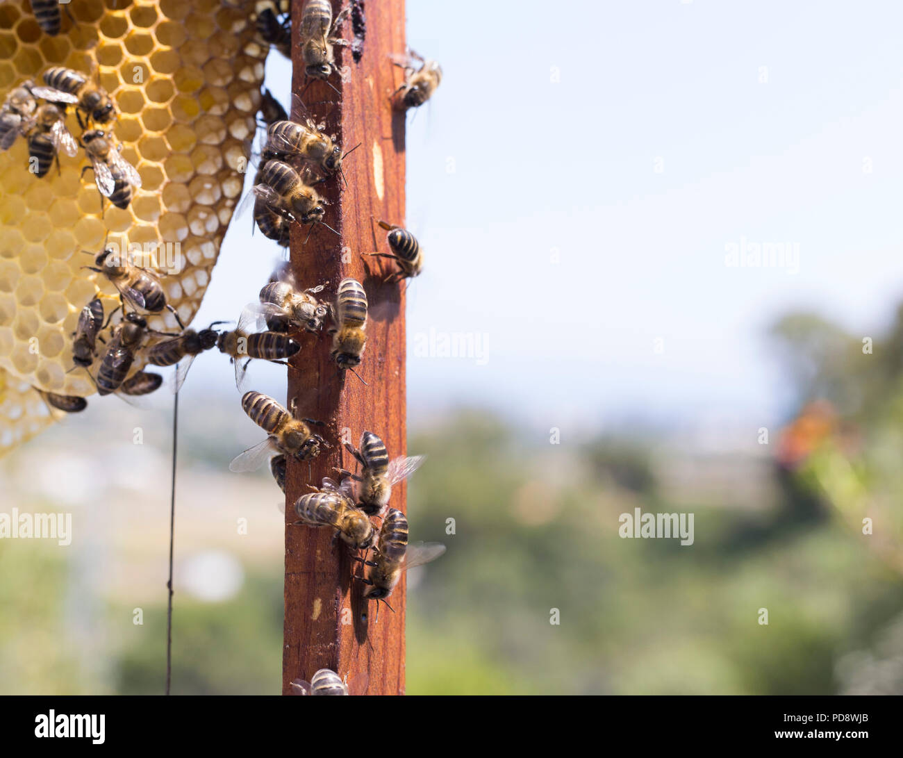Western honey bee bees hi-res stock photography and images - Alamy