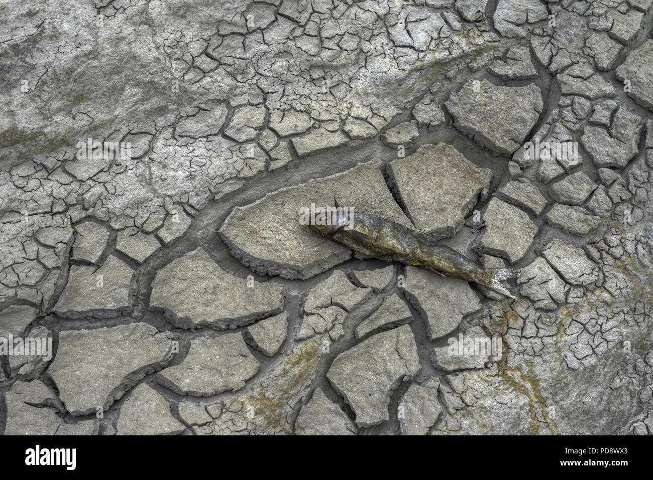 Dead fish in the dry bottom of a river due to the effects of drought ...