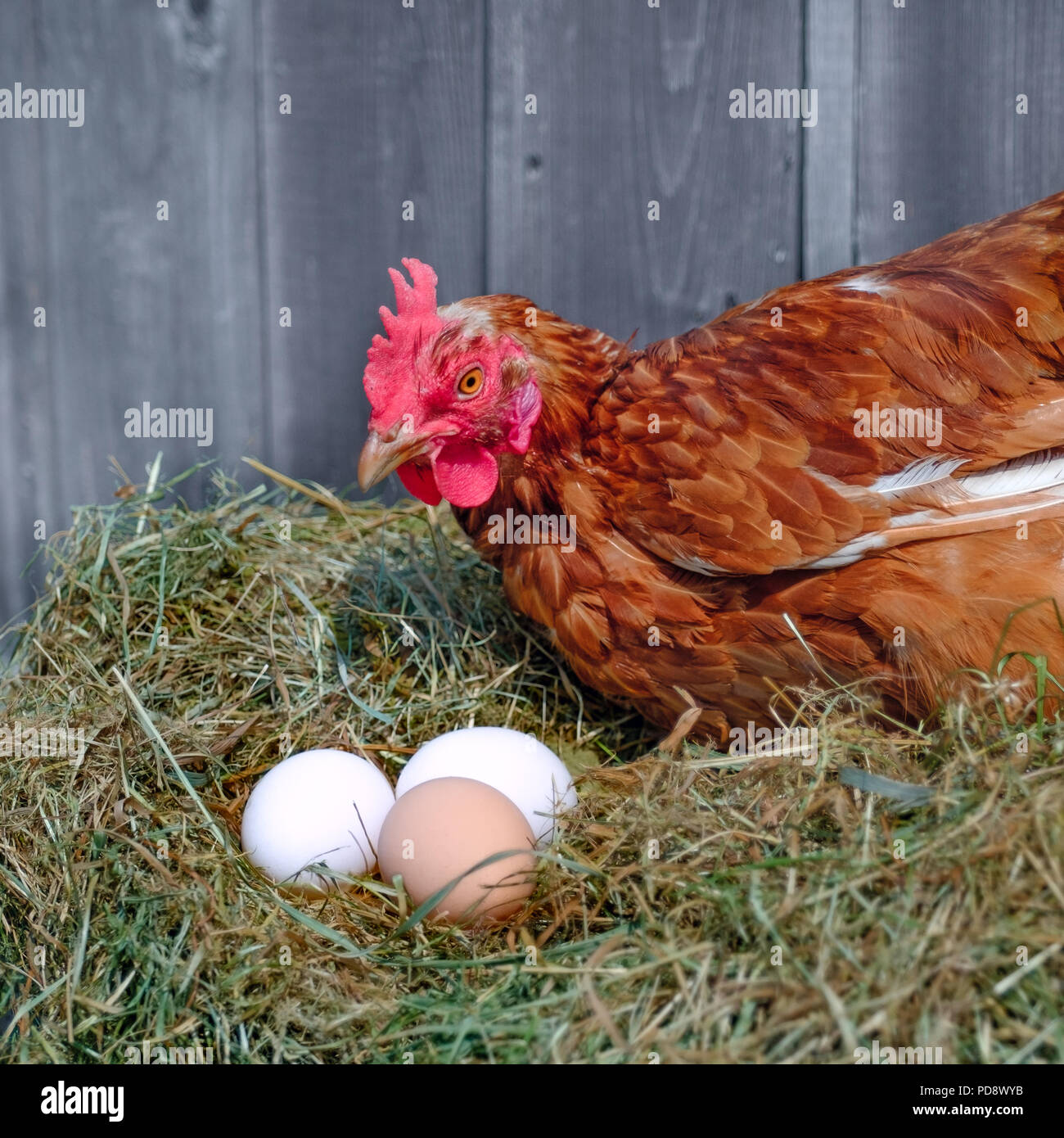 Closeup portrait of chicken sitting near eggs in the hay nest in Eco Farm Stock Photo Alamy