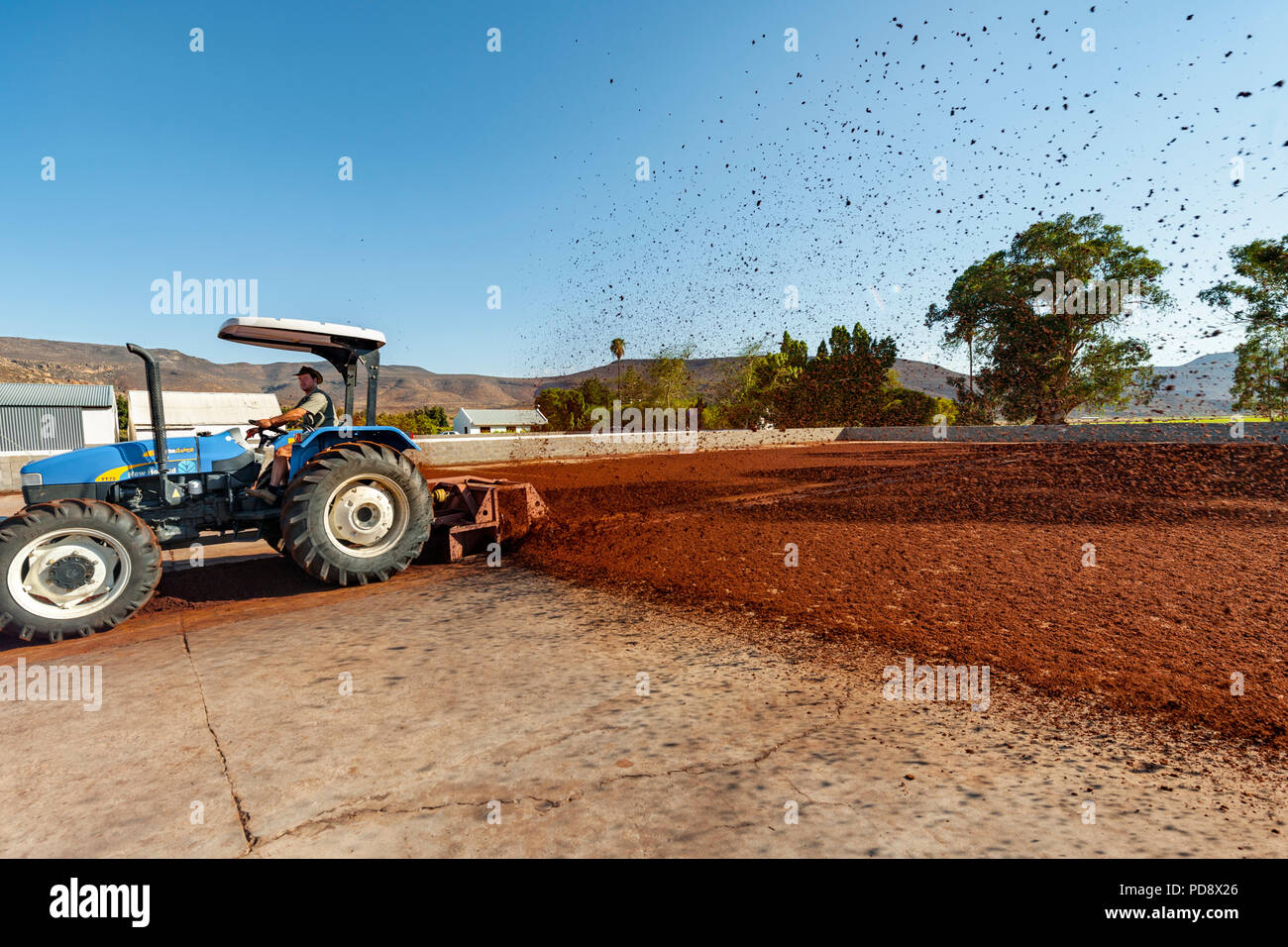 A farmer uses a tractor to spread piles of fermenting rooibos tea across  large drying courts on a farm in the Cederberg mountains in South Africa. Stock Photo