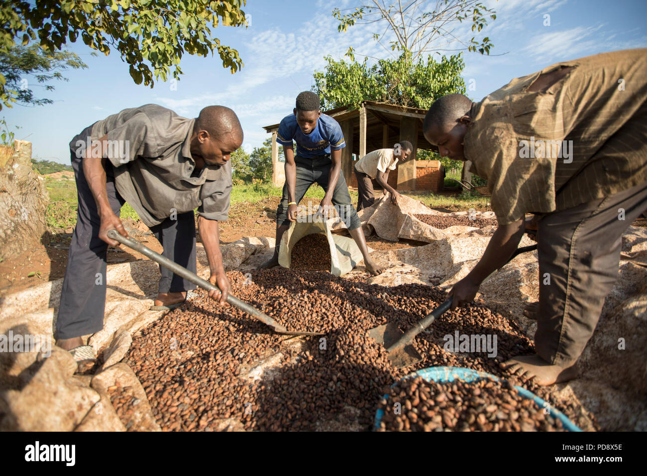 Workers process fermented cocoa beans together at a chocolate production facility in Mukono District, Uganda. Stock Photo