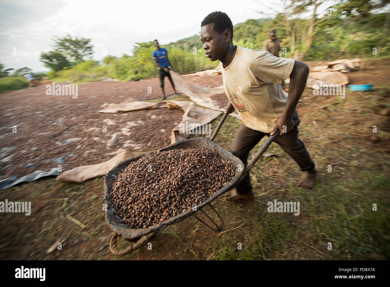 A worker transports a wheelbarrow full of fermented cocoa beans at a