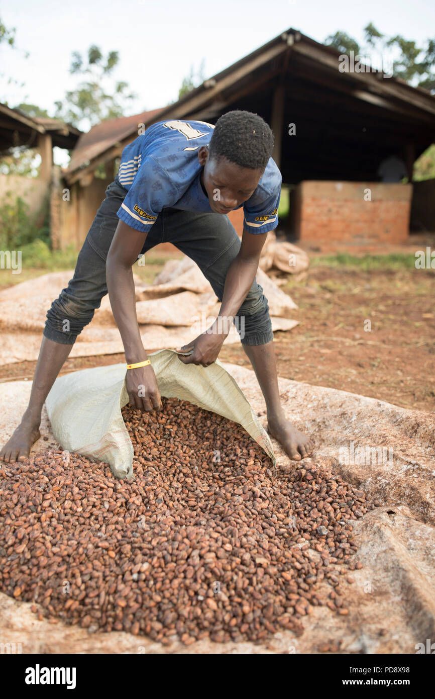 A worker helps to process fermented cocoa beans at a chocolate