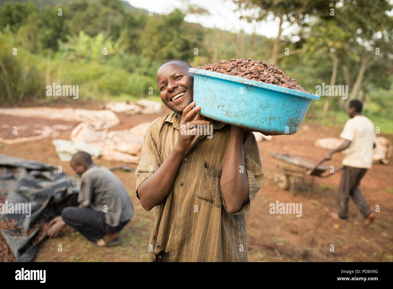 A worker helps to processes fermented cocoa beans at a chocolate production facility in Mukono District, Uganda. Stock Photo