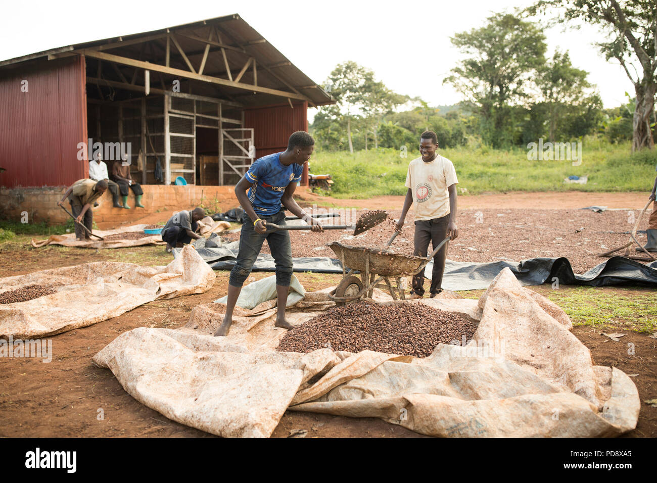 Workers process fermented cocoa beans together at a chocolate production facility in Mukono District, Uganda. Stock Photo
