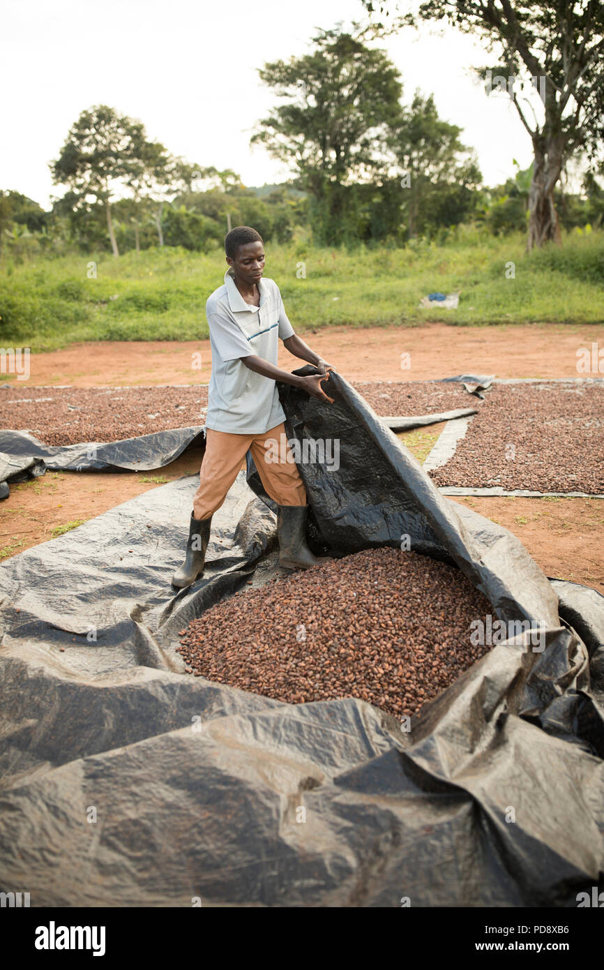Cocoa trees beans hires stock photography and images Alamy
