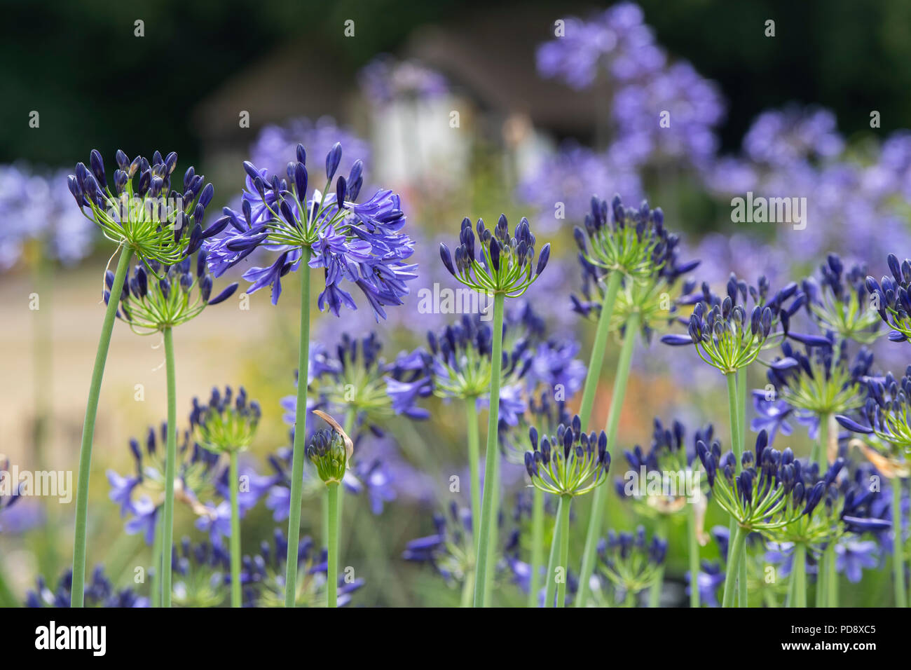 Agapanthus ‘Northern star’. African blue lily Stock Photo