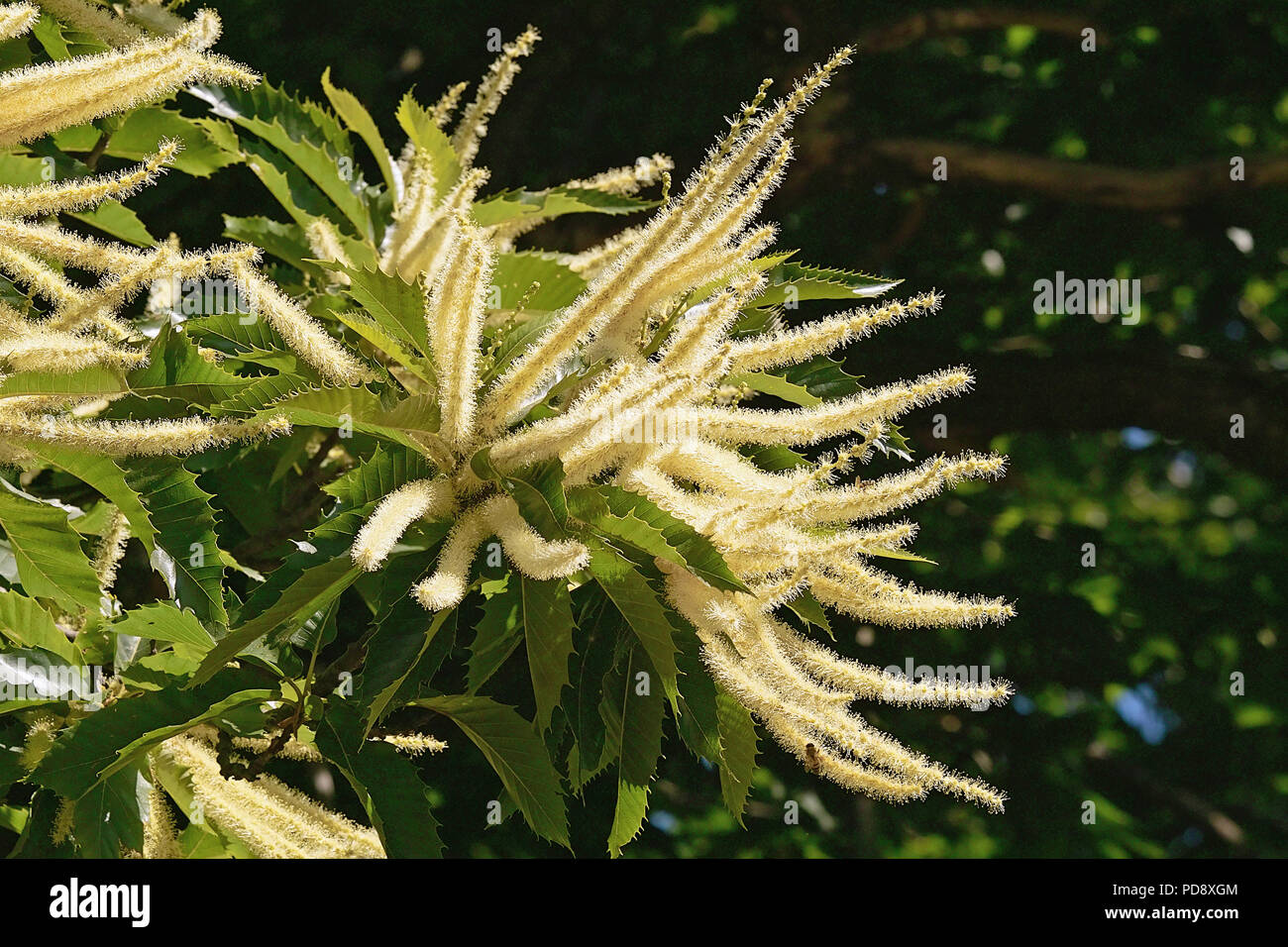 inflorescences or chestnut catkins, summer Stock Photo