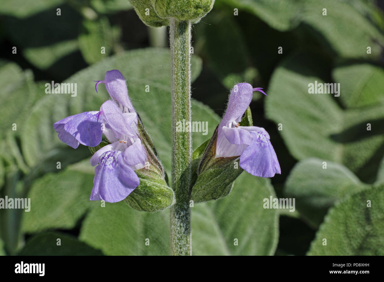 detail of the flowers of common sage, springtime Stock Photo