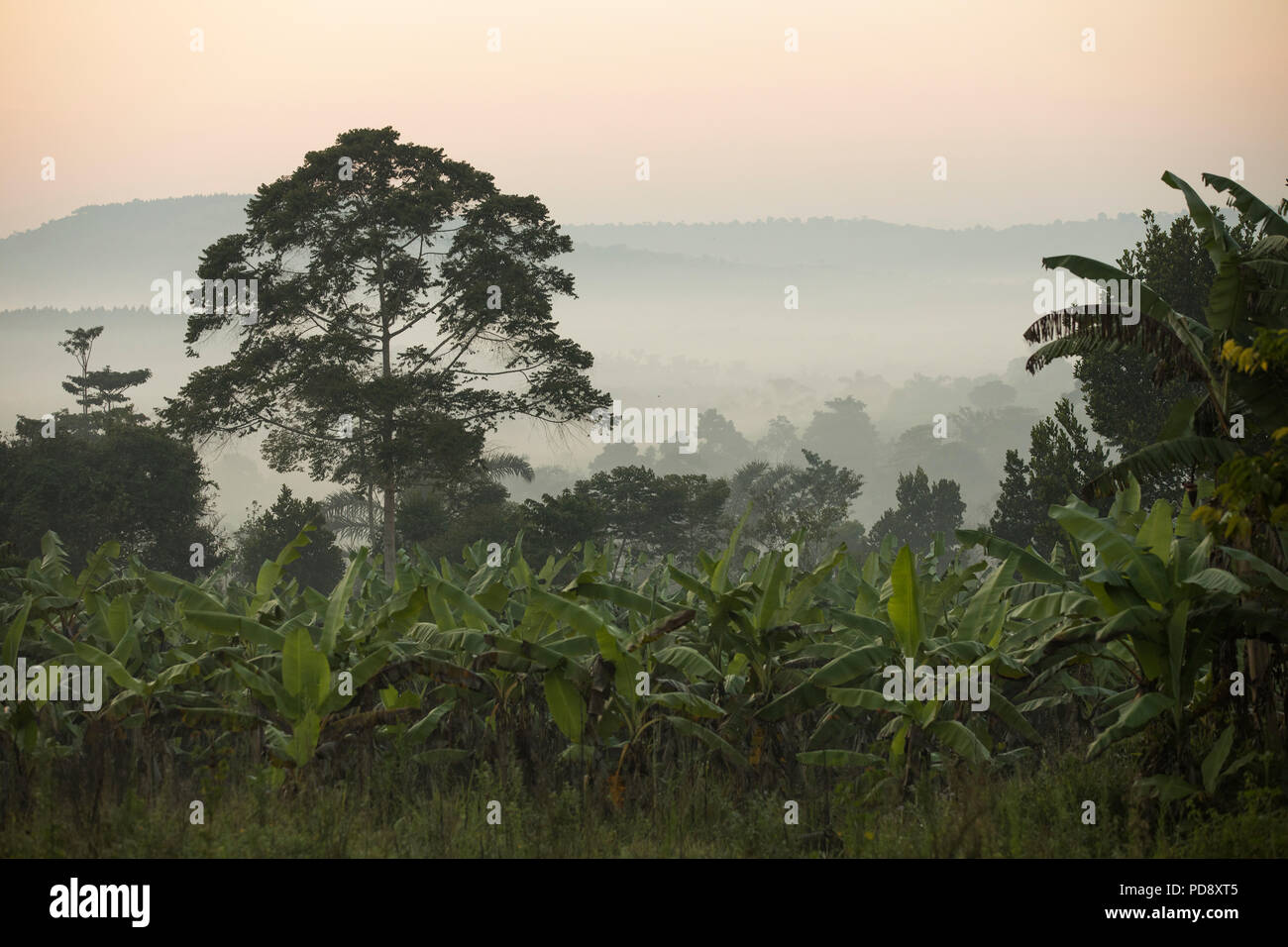Early morning mist blankets the forested hillsides of Mukono District, Uganda. Stock Photo