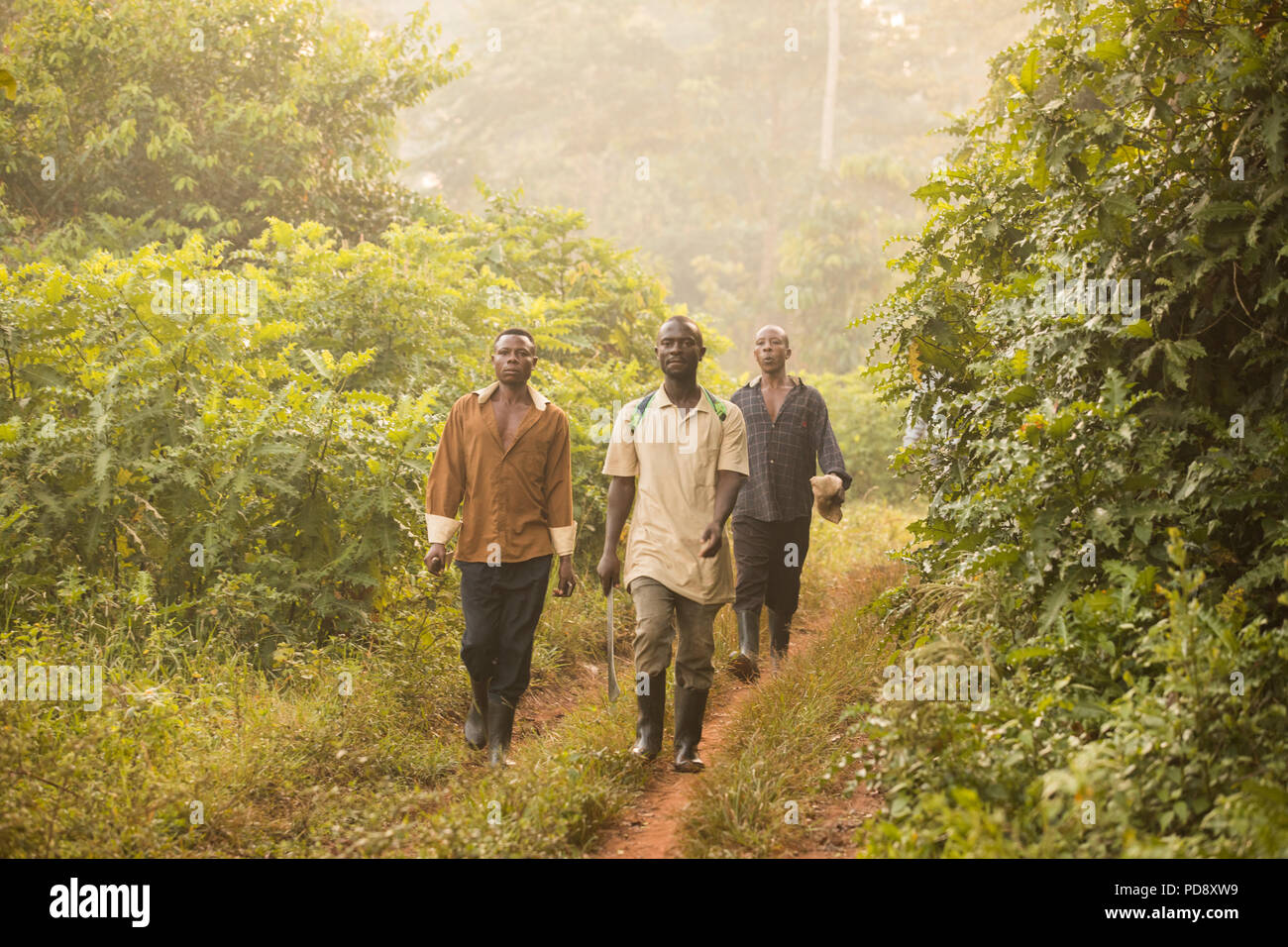 Workers walk to harvest cocoa with machetes on a cocoa tree plantation