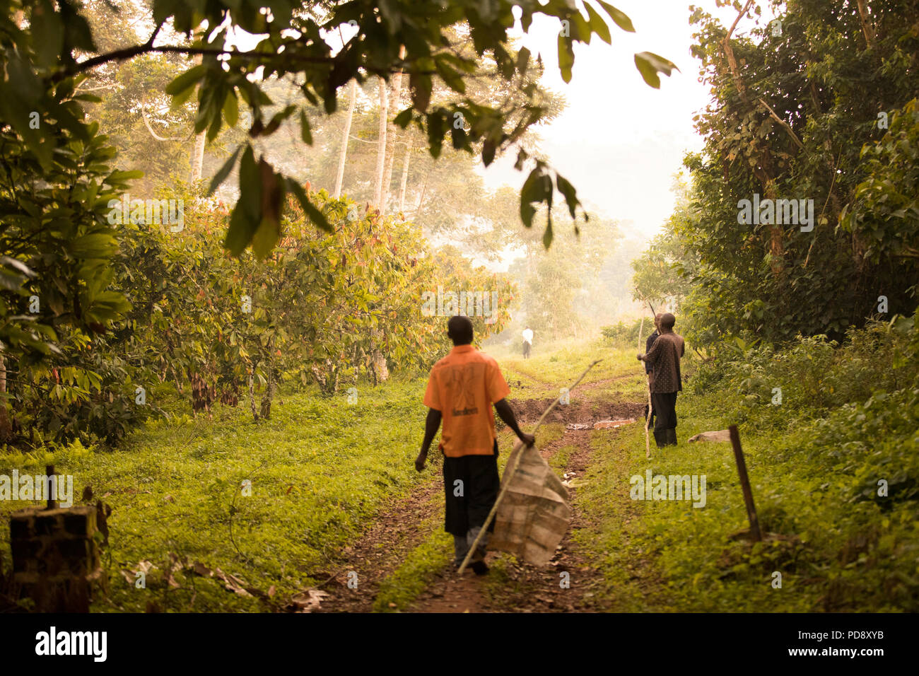 Cocoa bean harvesters walk to the cocoa plantations with long poles