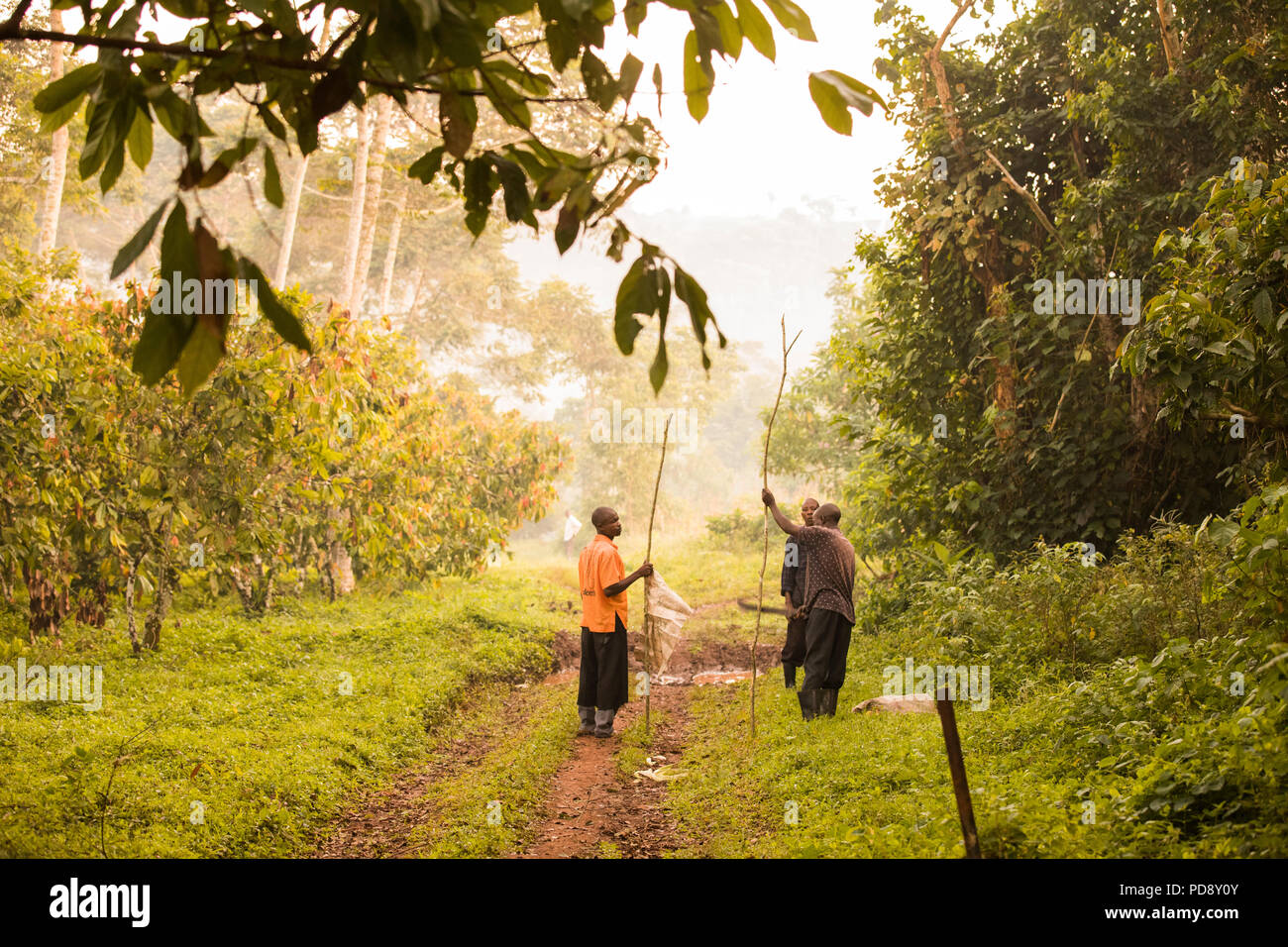 Cocoa bean harvesters walk to the cocoa plantations with long poles