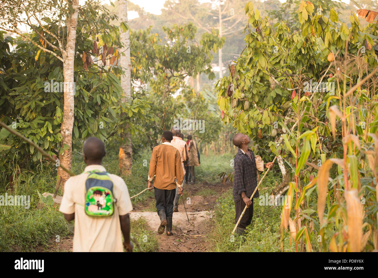 Cocoa bean harvesters use long poles to extract the bean pods from