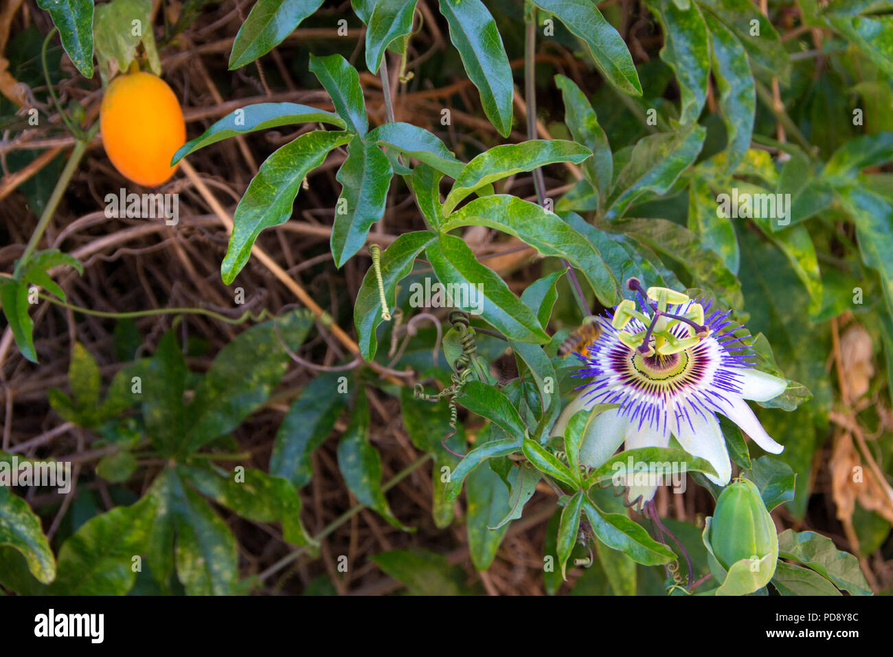 passion flowers or passion vines with his passion fruit Stock Photo Alamy