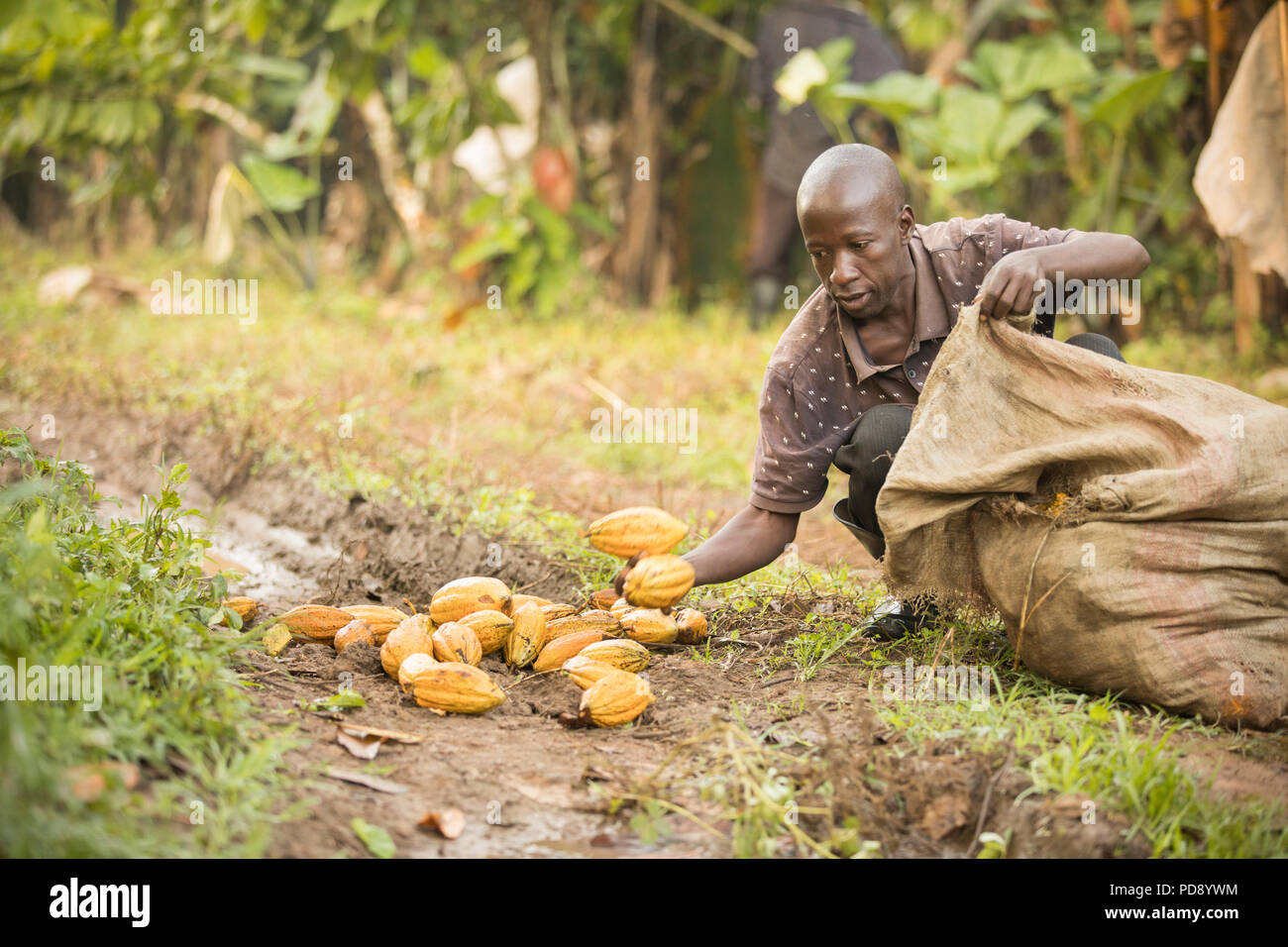 Cocoa Harvesting High Resolution Stock Photography and Images Alamy