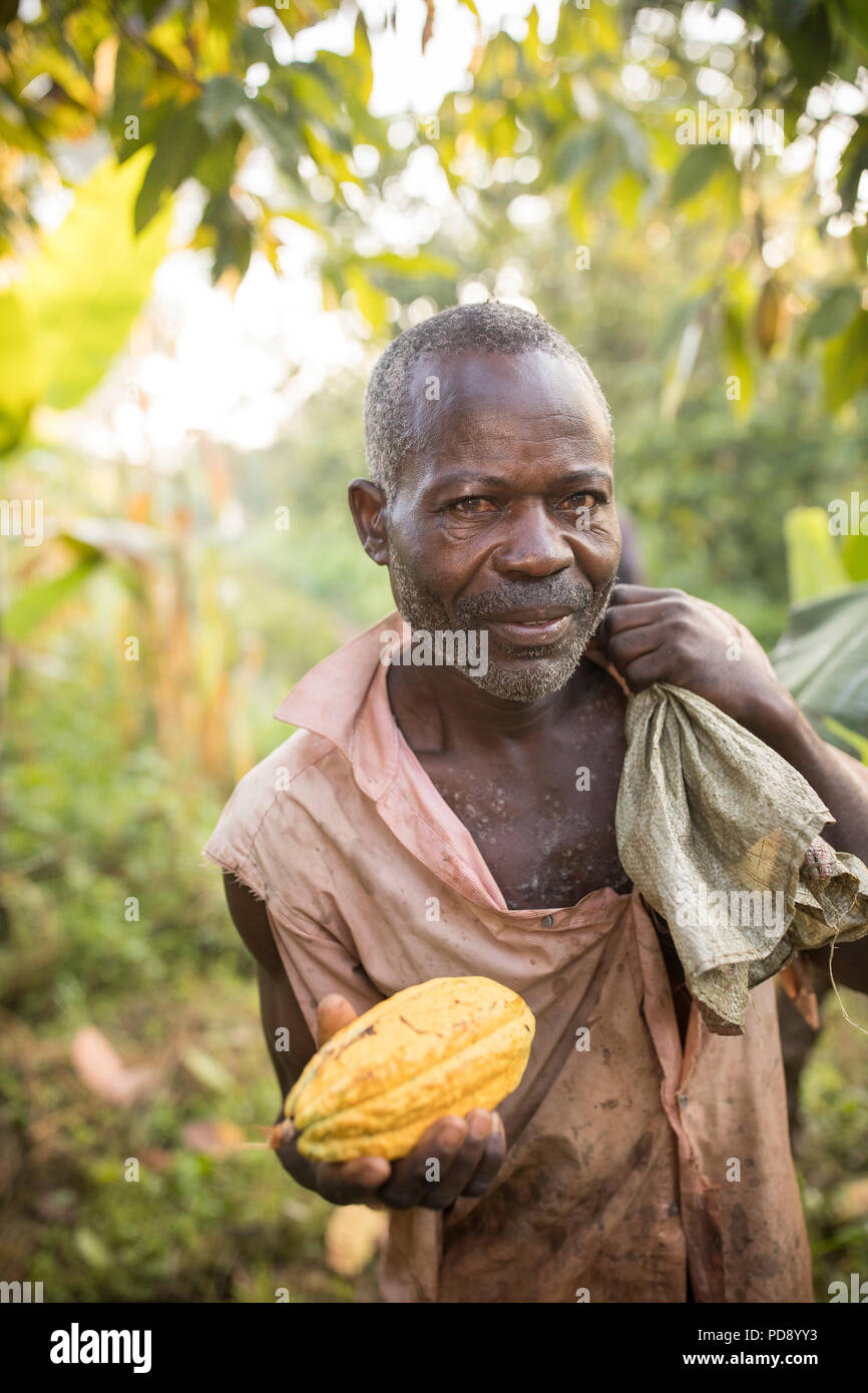 A worker harvests fresh cocoa bean pods from a plantation in Mukono District, Uganda, East Africa. Stock Photo